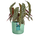 the ocean collection ronde 16cm vert pacifique